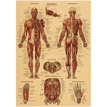 Anatomija ir Fiziologija, Plakatas, Tapyba Sienos Meno HD Spausdinti Skeletas Organų Nuotraukas, Kraft Popieriaus Berniukų Miegamųjų Namo Apdaila 1