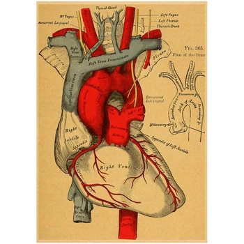 Anatomija ir Fiziologija, Plakatas, Tapyba Sienos Meno HD Spausdinti Skeletas Organų Nuotraukas, Kraft Popieriaus Berniukų Miegamųjų Namo Apdaila 5