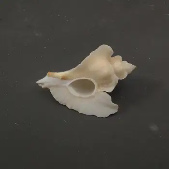 Myli shell Viduržemio jūros papuošalų fotografijos medžiaga miniatiūrų kolekcija pavyzdys