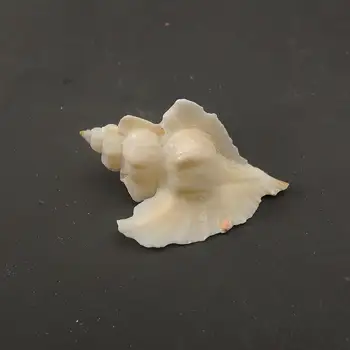 Myli shell Viduržemio jūros papuošalų fotografijos medžiaga miniatiūrų kolekcija pavyzdys 1