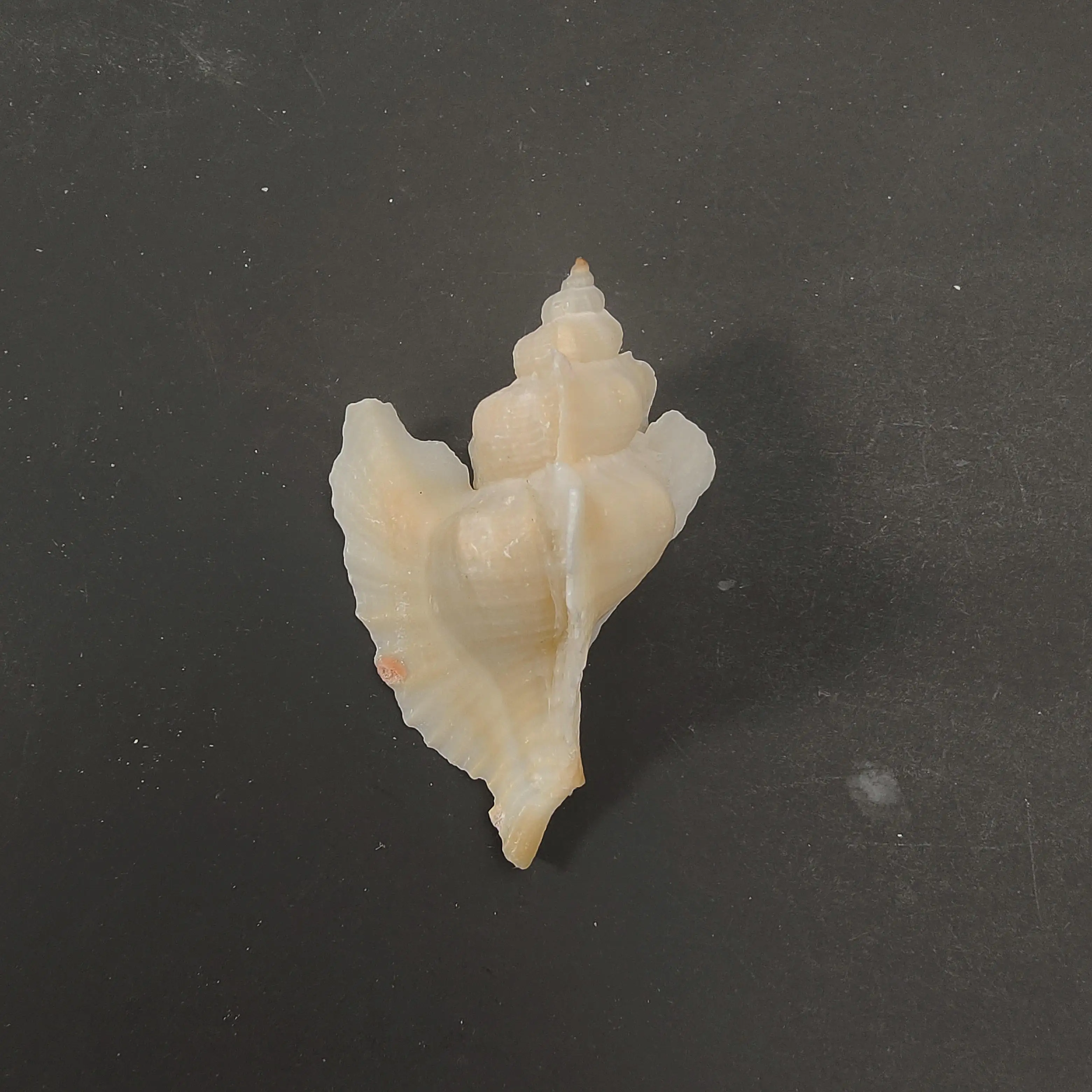 Myli shell Viduržemio jūros papuošalų fotografijos medžiaga miniatiūrų kolekcija pavyzdys 2