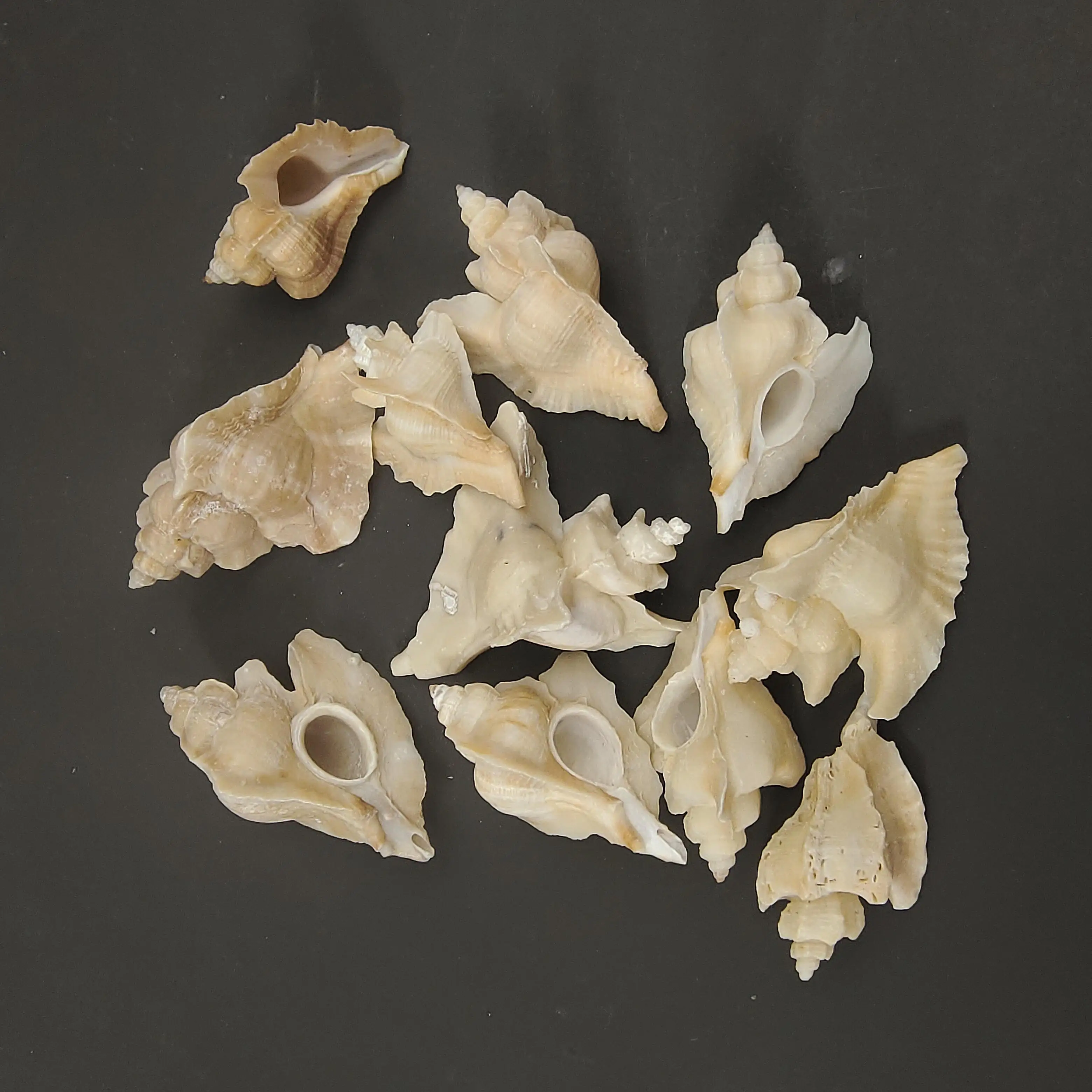 Myli shell Viduržemio jūros papuošalų fotografijos medžiaga miniatiūrų kolekcija pavyzdys 3